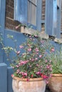 Coralberry Symphoricarpos Orbiculatus Moench plant, in front of historic Huguenot house on Wilkes Street, Spitalfield, London UK