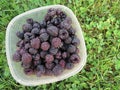 Container of fresh picked black raspberries lying in the grass Royalty Free Stock Photo