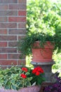 Container Garden Royalty Free Stock Photo