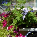 Container garden on the balcony with wild and cultivated plants - green nettle leaves, colorful flowers of petunia, lobelia Royalty Free Stock Photo