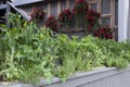 Container garden with different herbs, chili peppers and vegetables on sidewalk side of courtyard Royalty Free Stock Photo