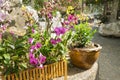 Container garden. Planters with different kind of flowers. Flower pots outside. Beautiful view. Nature concept Royalty Free Stock Photo