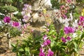 Container garden. Planters with different kind of flowers. Flower pots outside. Beautiful view. Nature concept Royalty Free Stock Photo