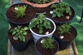 Container garden of Pogostemon cablin patchouli and rosemary plants