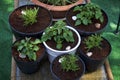 Container garden of Pogostemon cablin  patchouli and rosemary plants Royalty Free Stock Photo