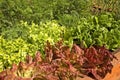 Container Garden of Various Lettuce Royalty Free Stock Photo