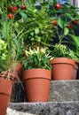 Container garden vegetables plants in pot. Royalty Free Stock Photo