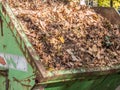 Container with garden waste in the autumn