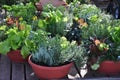 Container Gardening