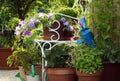 Container gardening Royalty Free Stock Photo