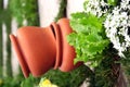 Container gardening collection Royalty Free Stock Photo