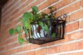 Container gardening potted plant Royalty Free Stock Photo