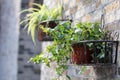 Container gardening potted plant Royalty Free Stock Photo