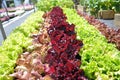 Container Grown Lettuce