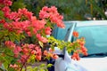 Container Grown Orange Bogainvillea in Bloom