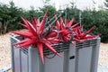 Container with large red star shaped lanterns for the outdoor ch