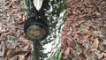 A container for liquid sap which after being incised on the stem