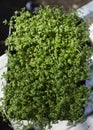 container with lushly sprouted microgreen sprouts