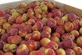 Container Macintosh apples Royalty Free Stock Photo