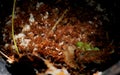 Container of Red Ants and Ant Eggs