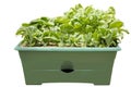 Container Salad Garden, Isolated