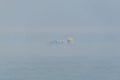 Container ship passing an offshore windpark during fog