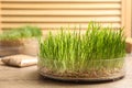 Container with sprouted wheat grass on wooden table Royalty Free Stock Photo