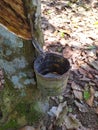 a container for tapping rubber sap Royalty Free Stock Photo