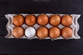 Container of ten eggs. Nine eggs brown one egg white.