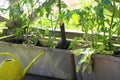 Container vegetables gardening. Vegetable garden on a terrace. Flower, tomatoes growing in container Royalty Free Stock Photo