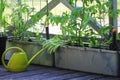 Container vegetables gardening. Vegetable garden on a terrace. Flower, tomatoes growing in container Royalty Free Stock Photo