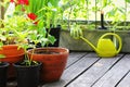 Container vegetables gardening. Vegetable garden on a terrace. Flower, tomatoes growing in container Royalty Free Stock Photo