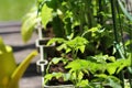 Container vegetables gardening. Vegetable garden on a terrace. Flower, tomatoes growing in container Royalty Free Stock Photo