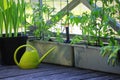 Container vegetables gardening. Vegetable garden on a terrace. Flower, tomatoes growing in container Royalty Free Stock Photo