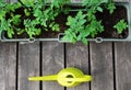 Container vegetables gardening. Vegetable garden on a terrace. Flower, tomatoes growing in container Royalty Free Stock Photo