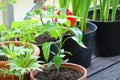 Container vegetables gardening. Vegetable garden on a terrace. Flower, tomatoes growing in container Royalty Free Stock Photo