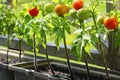 Container vegetables gardening. Vegetable garden on a terrace. Herbs, tomatoes growing in container