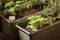 Container vegetables gardening. Vegetable garden on a terrace. Herbs, tomatoes seedling growing in container Royalty Free Stock Photo