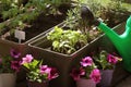Container vegetables gardening. Vegetable garden on a terrace. Herbs, tomatoes seedling growing in container . Flower Royalty Free Stock Photo