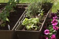 Container vegetables gardening. Vegetable garden on a terrace. Herbs, tomatoes seedling growing in container . Flower Royalty Free Stock Photo