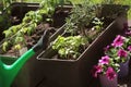 Container vegetables gardening. Vegetable garden on a terrace. Herbs, tomatoes seedling growing in container . Flower Royalty Free Stock Photo