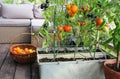 Container vegetables gardening. Vegetable garden on a terrace. Red, orange, yellow, black tomatoes growing in container Royalty Free Stock Photo