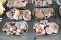 Containers of mushrooms