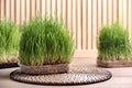 Containers with sprouted wheat grass on table Royalty Free Stock Photo