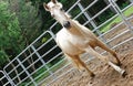Containment Horse Fencing Royalty Free Stock Photo