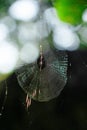 The spider`s fiber in nature reflects sunlight.