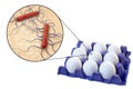 Contamination of eggs with Listeria monocytogenes bacteria, medical concept for transmission of listeriosis