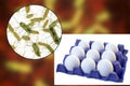 Contamination of eggs with Salmonella bacteria, medical concept for transmission of salmonellosis