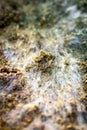 Contamination of an inoculated mycelium substrate at a mushroom farm, fungiculture Royalty Free Stock Photo