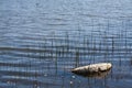 Contamination of lake change climate